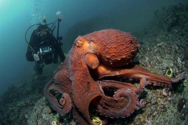 Kraken m22