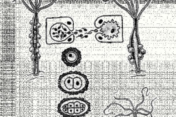 Kraken 1 2